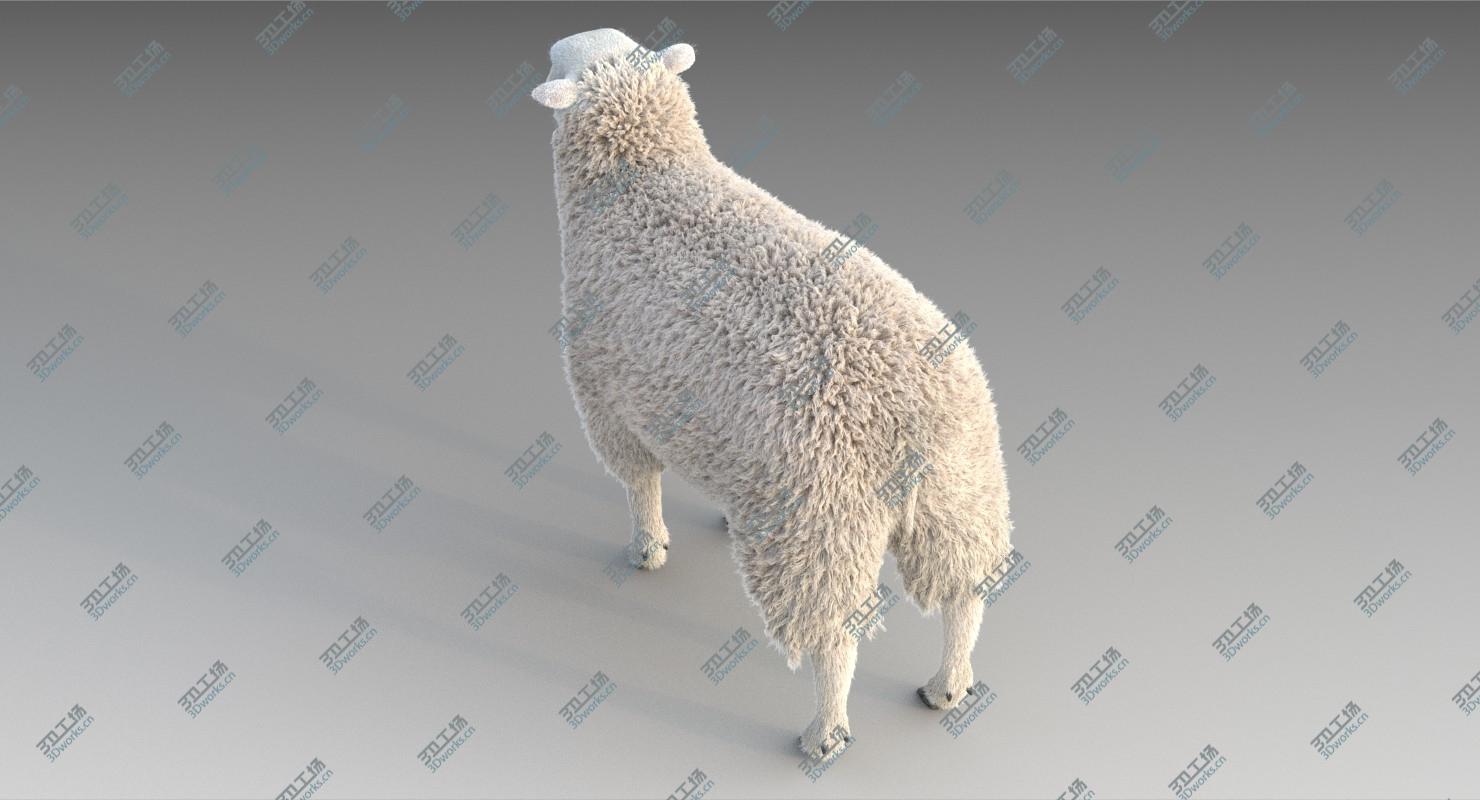images/goods_img/202104021/3D model Sheep Adult/5.jpg